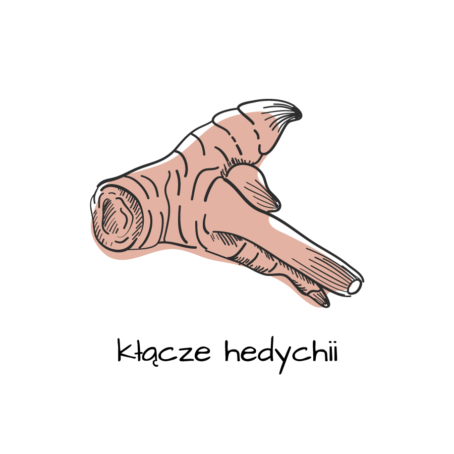 Kłącze hedychii